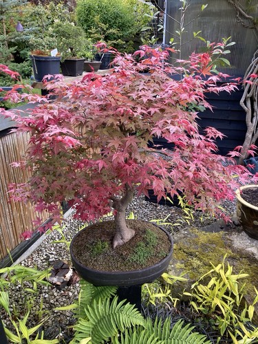 Deshojo maple bonsai - deshojo,