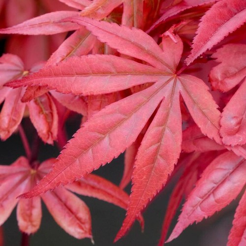 Acer palmatum skeeters - skeeters, broom