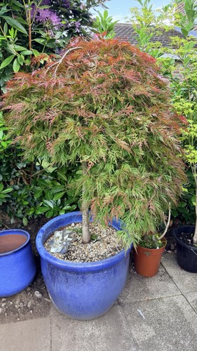 Acer tree pot multi - acer,