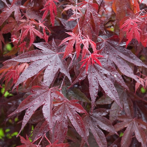 Acer palmatum bloodgood - palmatum, 'bloodgood'