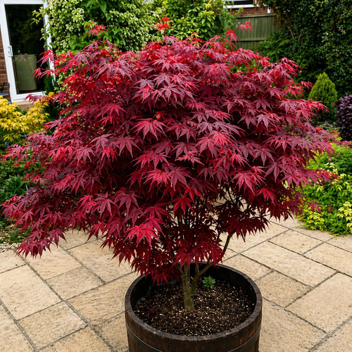 Acer atropurpureum - x,
