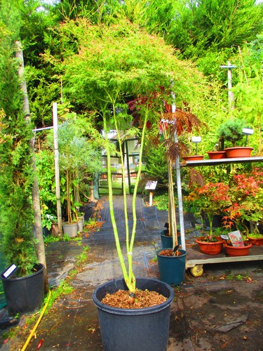 Large 7ft 40litre - ,