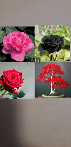 Japanese red maple tree - 20,