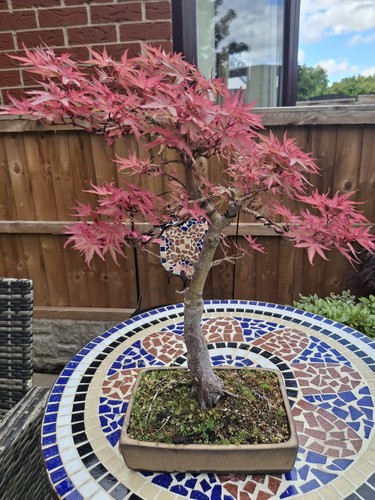 Japanese maple acer finished - japanese,