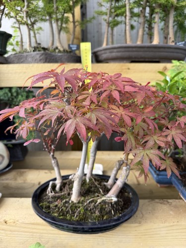 Japanese maple forest acer - maple,