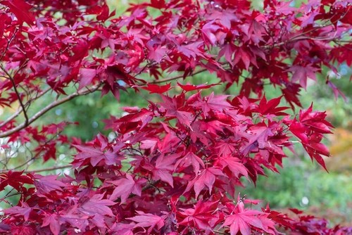 Japanese red leaf - japanese,