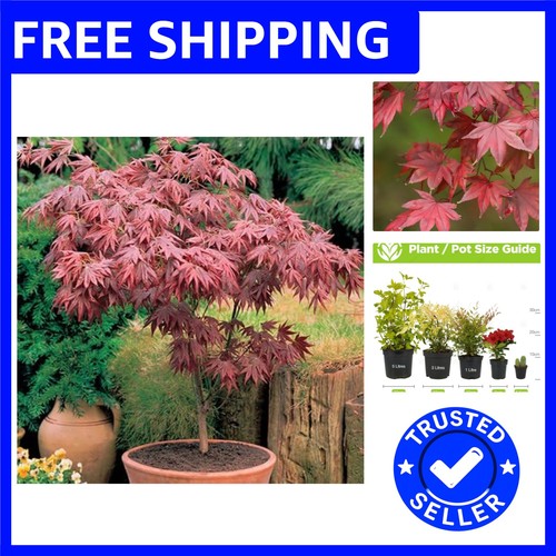 Beautiful pet friendly acer - pet-friendly,