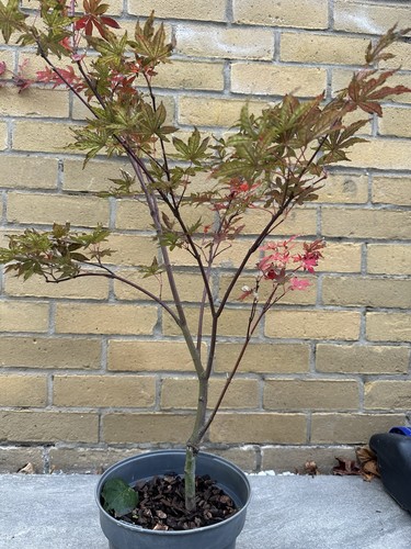 Acer palmatum amagi - palmatum, shigure
