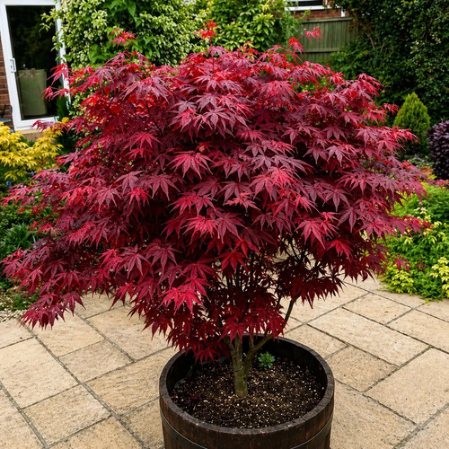 Acer atropurpureum - acer, 'atropurpureum'