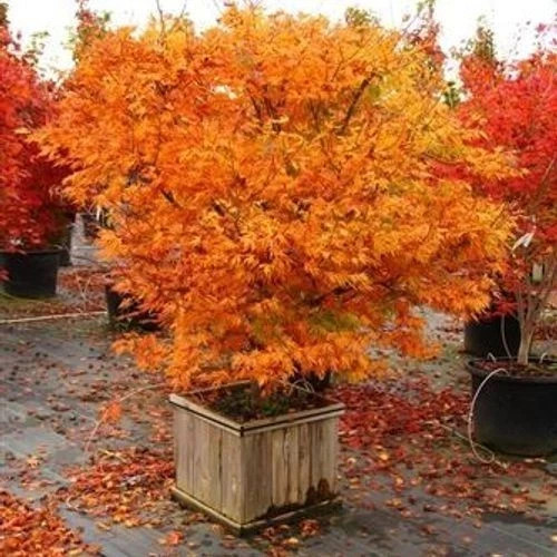 Acer palmatum orange dream - acer,