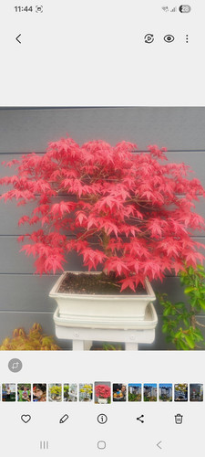Deshojo japanese maple acer - maple,