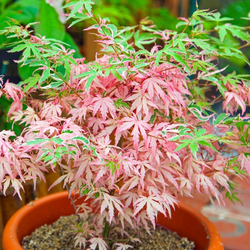 Acer iyoshi deciduous japanese - deciduous,