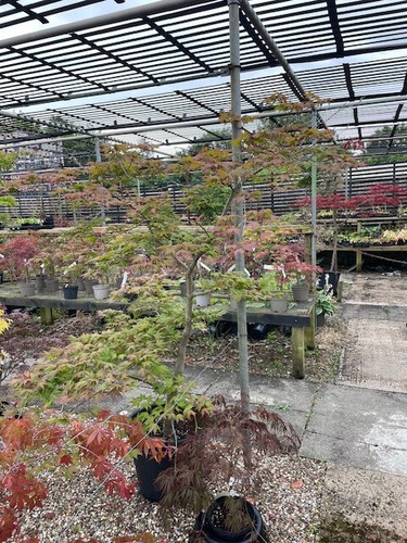 Acer palmatum aka - palmatum, shigitatsu