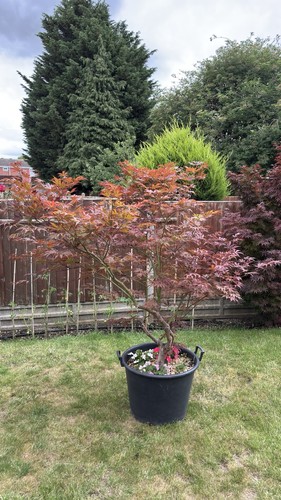 Maple acer tree - acer,