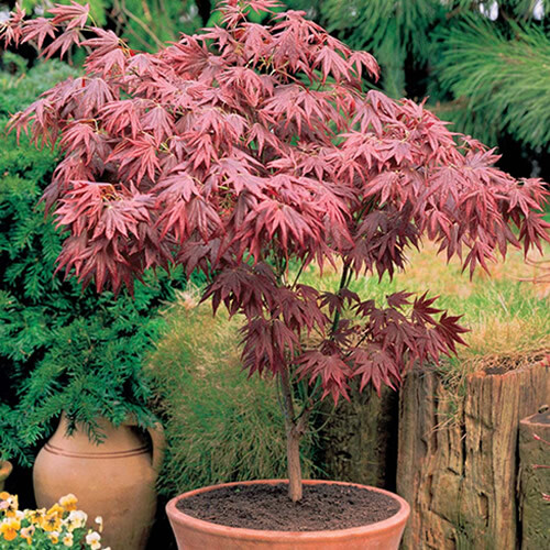 Acer atropurpureum - 1, 'atropurpureum'
