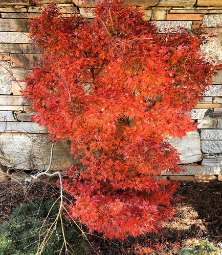 Acer palmatum koto - hime, rare