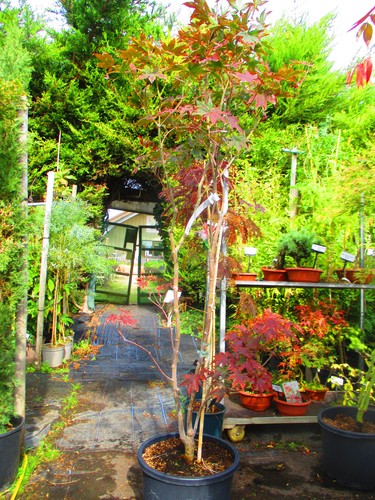 7ft inc pot - 7ft,