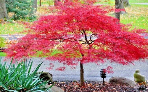 Acer palmatum inaba - acer, inaba-shidare