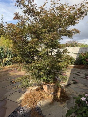 Japanese maple acer - maple,