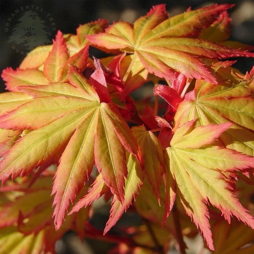 Acer palmatum orange - palmatum, ‘orange