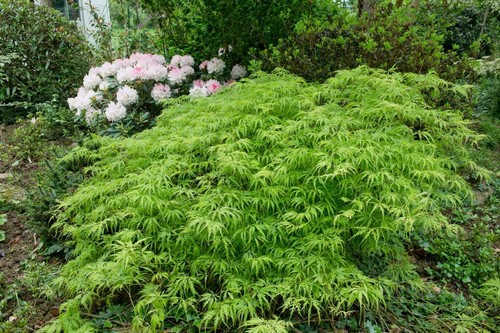 Acer palmatum dissectum - acer,
