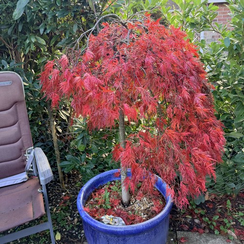 Acer tree pot multi - pot,