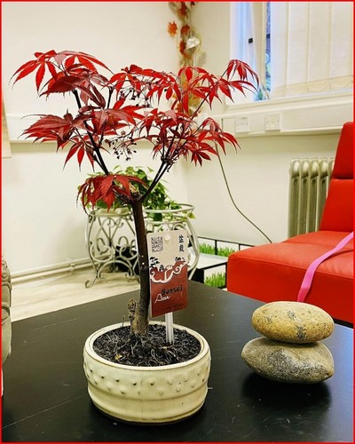 Bonsai tree japanese - bonsai,