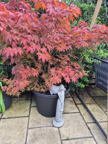 Acer japanese maple - acer,