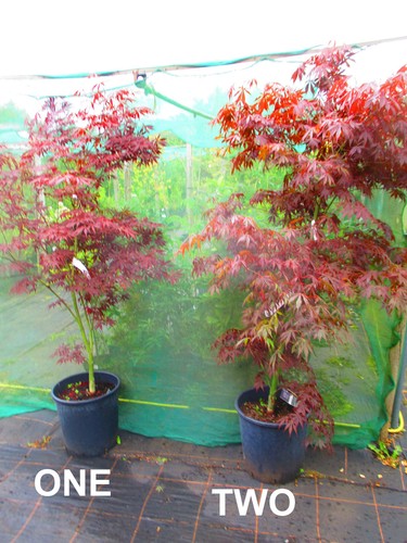 6ft inc pot 25litre large - 25litre,