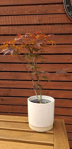 Maple acer tree - acer,