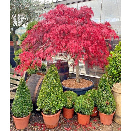 Acer tree garnet red umbrella - tree,