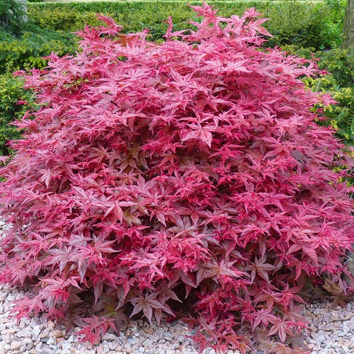 Acer palmatum beni - acer,