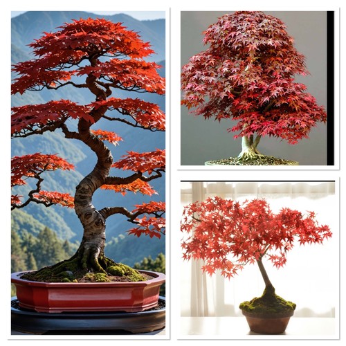 Red purple japanese maple - red, 2