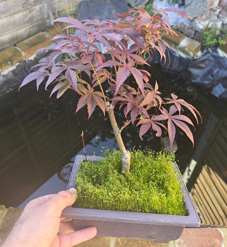 Japanese maple bonsai - maple, (acer)