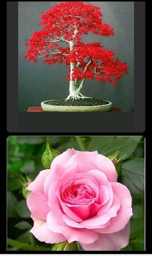 Seeds japanese red maple - seeds,