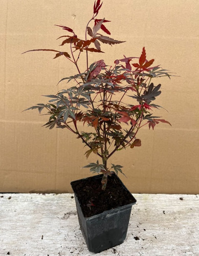 Acer palmatum pixie japanese - acer,
