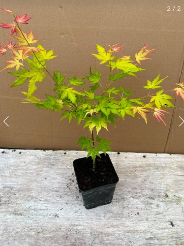 Acer palmatum orange dream - acer,