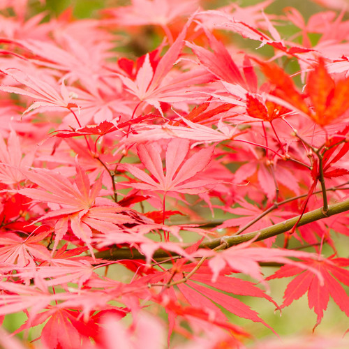 Acer palmatum sumi nagashi - sumi,