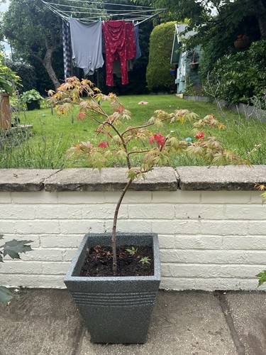 Japanese maple tree - tree, acer