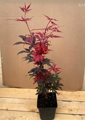Acer palmatum skeeters broom - palmatum,