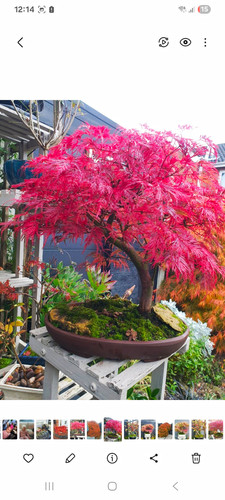 Japanese maple acer emeralde - japanese,