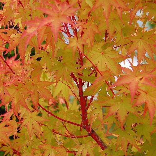 Acer palmatum sangokaku - acer,