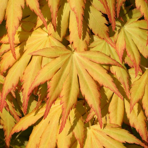 Acer palmatum katsura - acer,