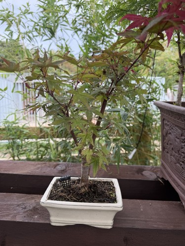 Japanese maple bonsai tree - maple,