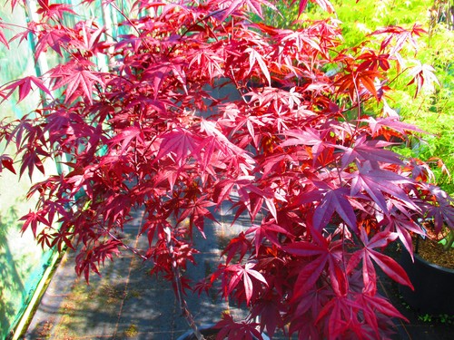 5ft inc pot 15litre japanese - 5ft,