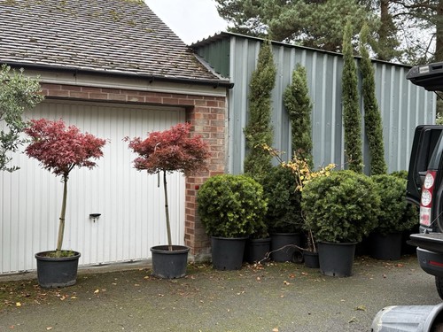 Japanese maple acer standard - maple,