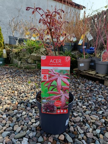 Acer starfish hardy - acer,