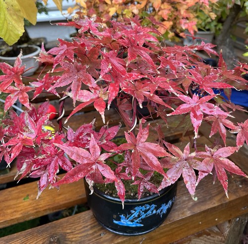 Japanese maple acer blood leaf - maple,