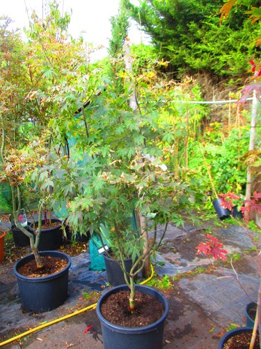 5ft inc pot 40litre large - 6.5ft,