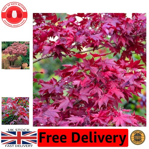 Red acer tree atropurpureum - acer,